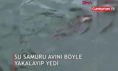 Su samuru avını böyle yakalayıp yedi