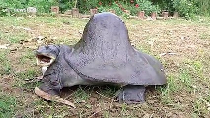 Turtle with huge hump worshipped as deity in India