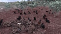 Tavuk Kümesi İşkur Desteğiyle Çiftliğe Dönüştü