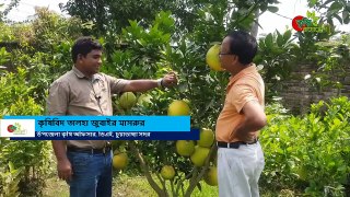 Grapefruits Vietnamese short varieties now in Bangladesh 2018