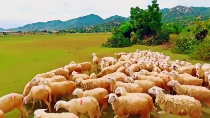 VMS LÀNG MÔNG CỔ NINH THUẬN