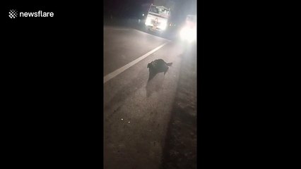 Reckless man risks his life by dragging injured leopard to roadside