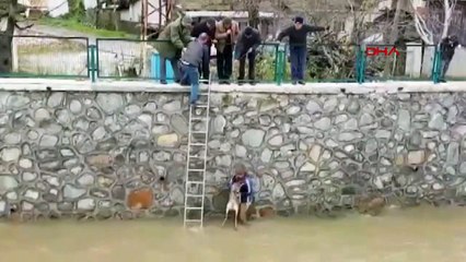 Dereye düşen karacayı merdivenle inip kurtardı