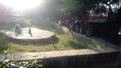 Fun of Monkeys in India