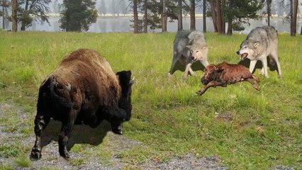 Baby Bison Takes On Wolf And Wait Mother To Save - Animals In North America