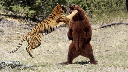 Bear Vs Tiger - Mother Bear Protects Her Cub From Tiger Hunting