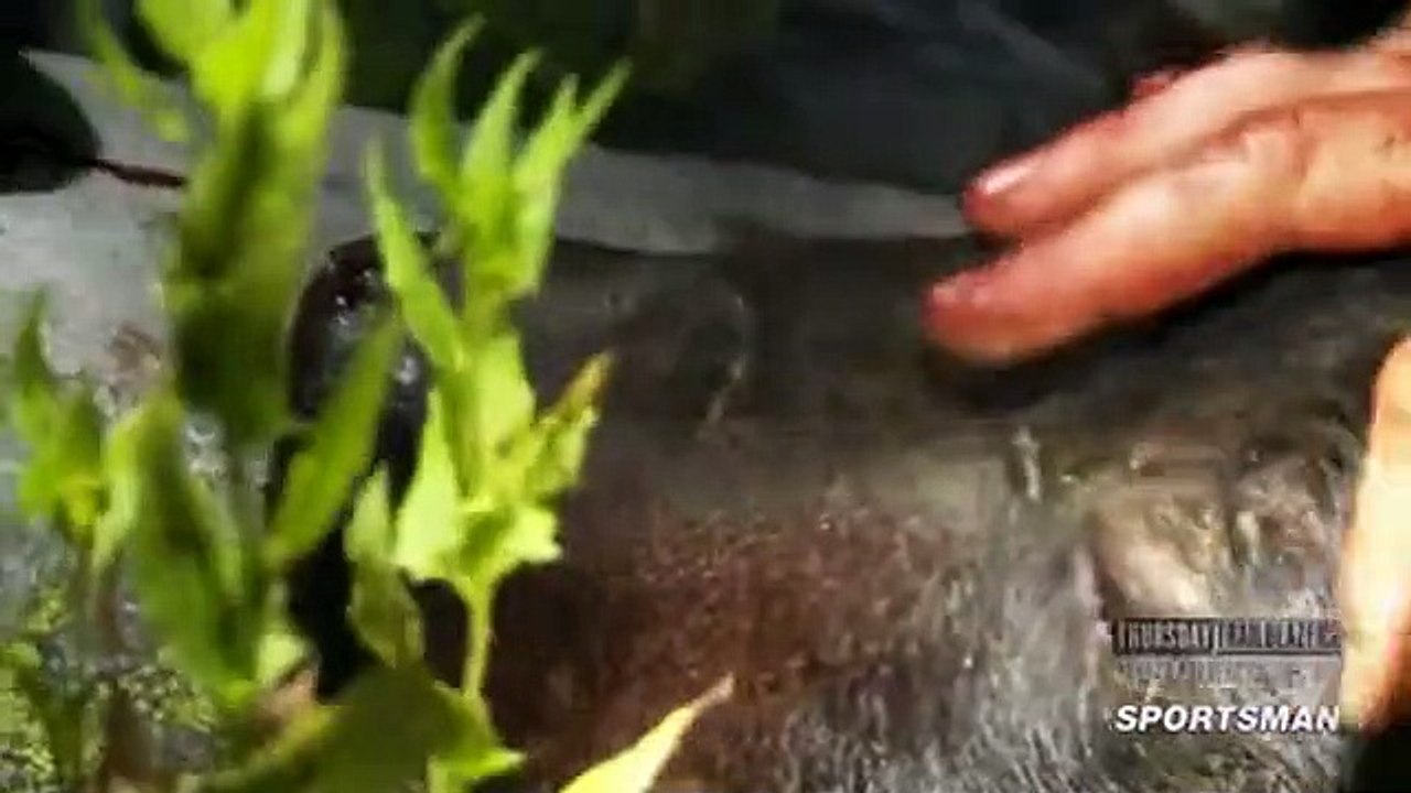 Meateater S04 E06