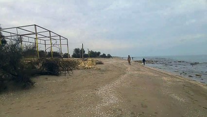 Barletta: alberi muoiono sul lungomare "Mennea" in direzione Margherita di Savoia