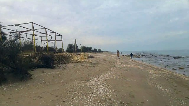 Barletta: alberi muoiono sul lungomare Mennea in direzione Margherita di Savoia