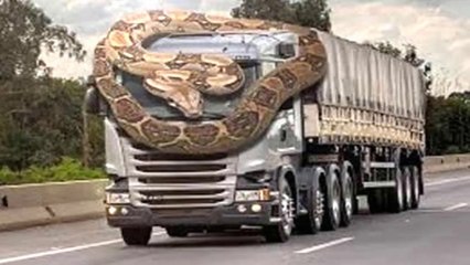 Giant Python attack Car - Humans on Road