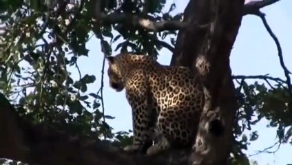 Most Amazing Attacks Of Leopard, Cheetah vs Bird, Eagle, Falcon - Animal Planet Discovery 2018