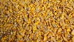 Corn may be answer to soaring poultry feed and egg prices
