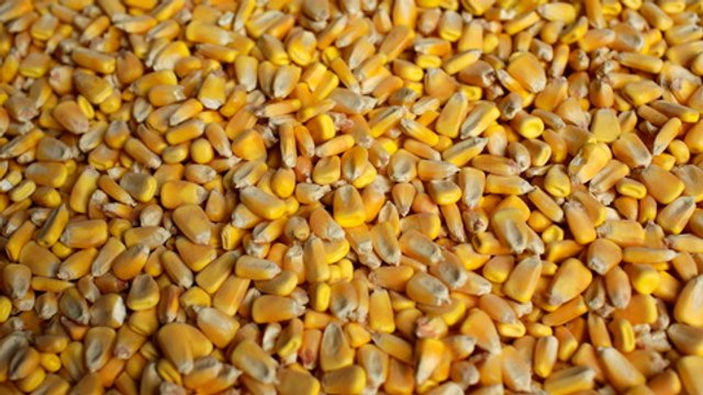 Corn may be answer to soaring poultry feed and egg prices