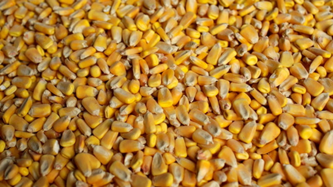 Corn may be answer to soaring poultry feed and egg prices