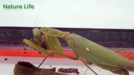 Mante avec araignée et amer - Mantis vs spider and bitter