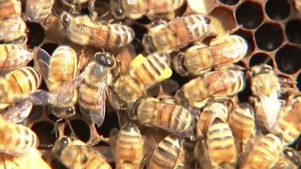 수십만 마리가 갑자기...日 대규모 꿀벌 실종 사건 / YTN