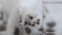 Jack Russell puppy enjoys its first snow