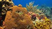 Biomes of the World for Children Oceans, Mountains, Grassland ,Rainforest, Desert|Scientific Information|ABC Motion