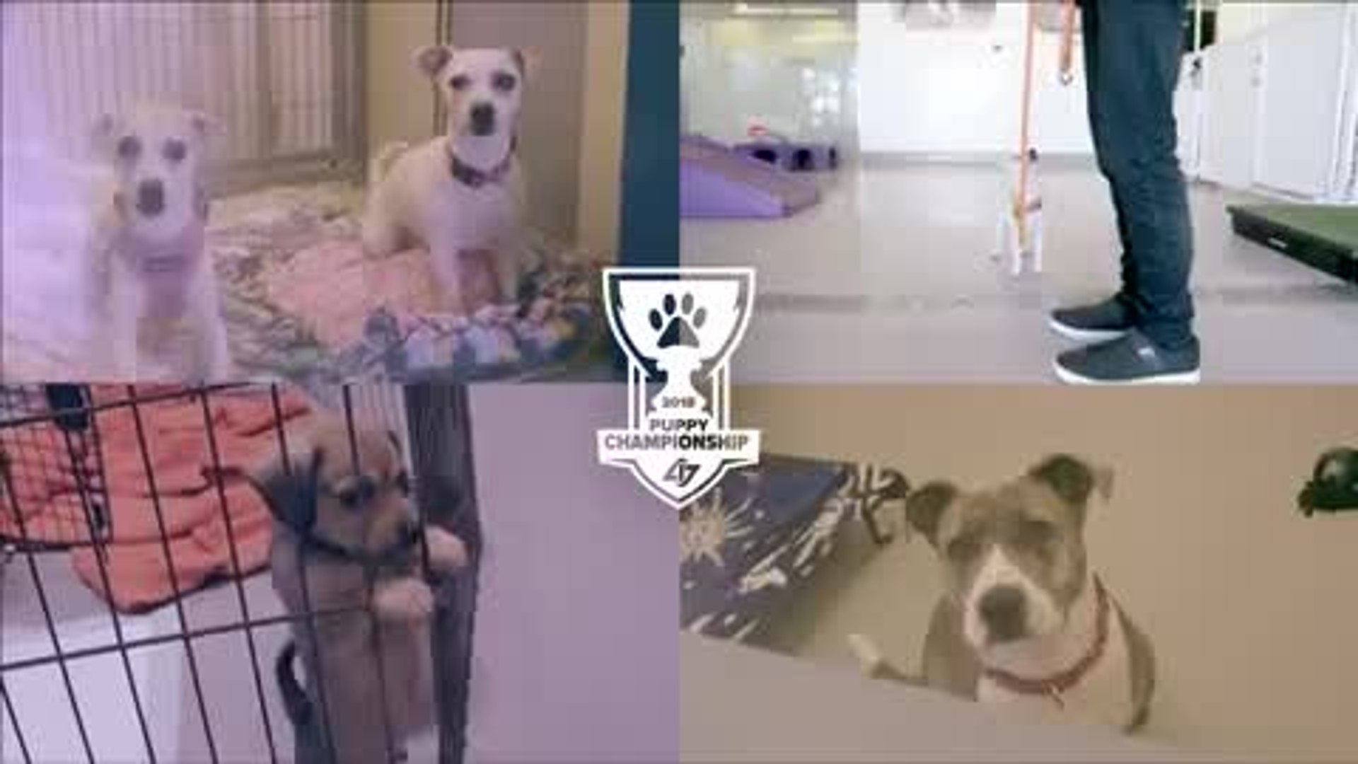 ⁣CLG League Team + Puppies! Puppy Worlds!