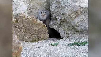 Un chat sauvage a repéré la caméra !
