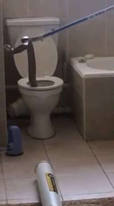 Regardez ce qu'ils vont trouver dans les toilettes : un cobra immense