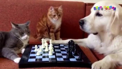 Смешное видео про собак и кошек. Уставший кот.