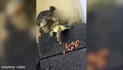 Cute Food Fight Between Two Turtles