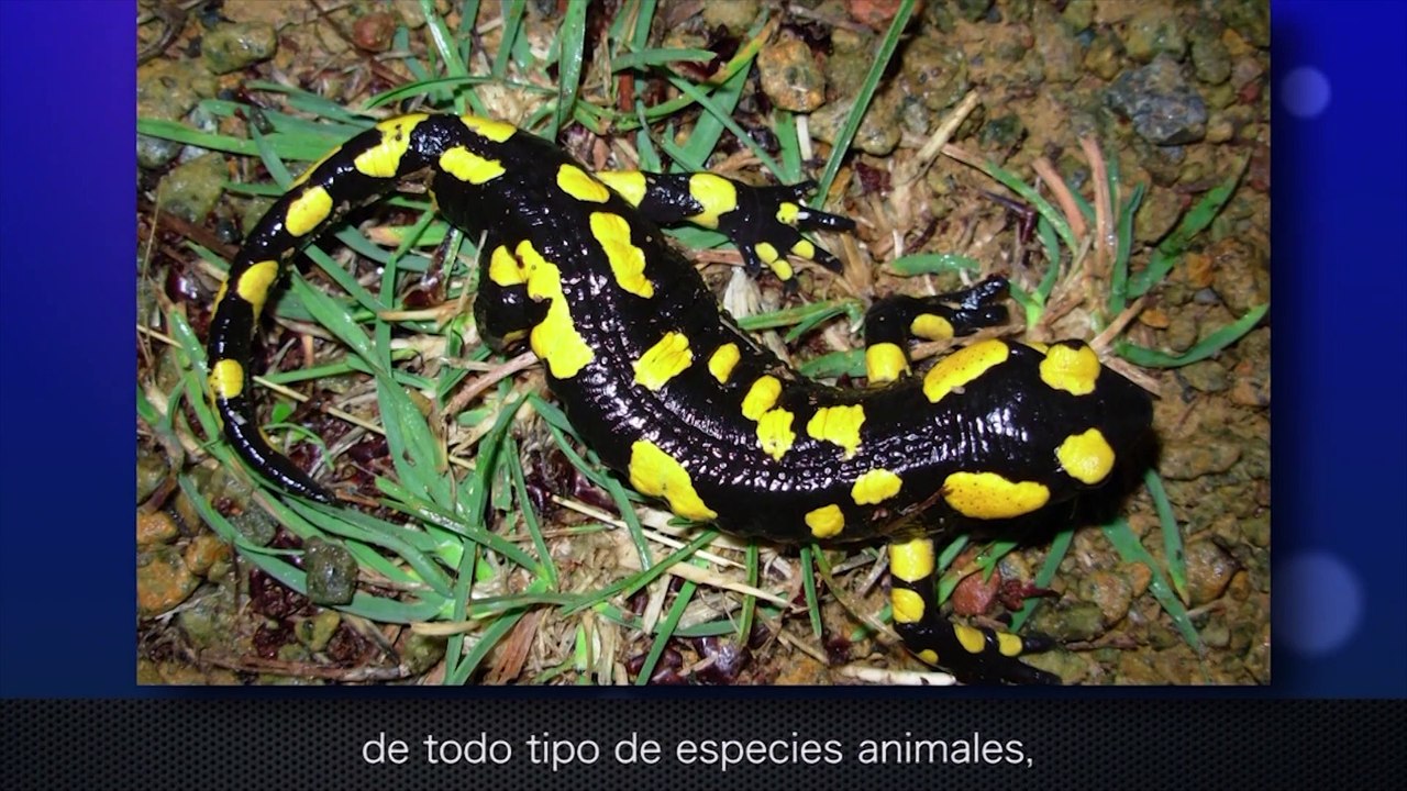 Aprobada la declaración del Parque Nacional de la Sierra de las Nieves