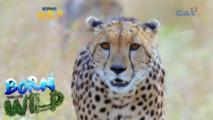 Born to Be Wild: Close encounter with a cheetah
