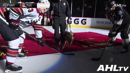 Ontario Reign (0) @ Tucson Roadrunners (5)