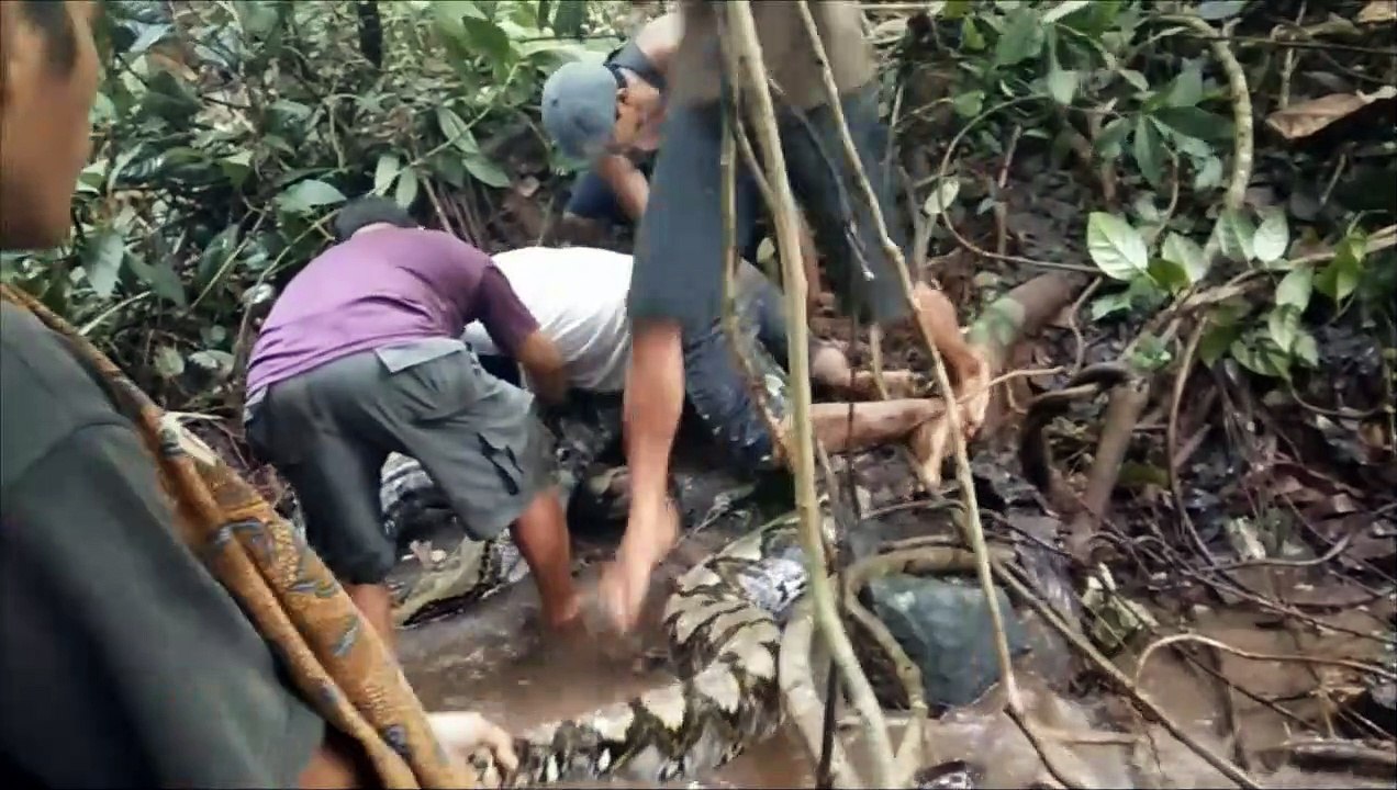 Great snakes! Indonesians wrestle with giant python