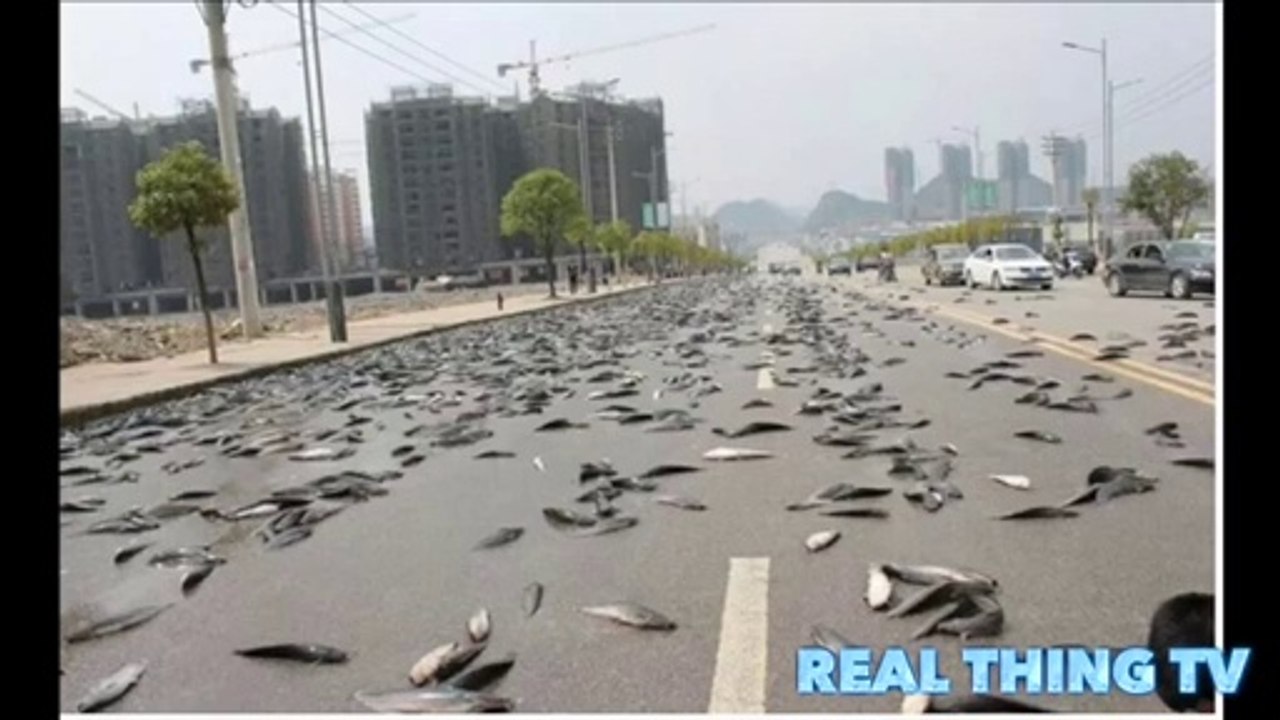 Apocalypse Signs Fish falling from Sky