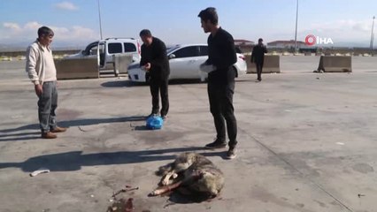 Silopi'de Tırın Çarptığı Köpek Tedavi Altına Alındı