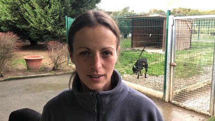 Animaux abandonnés : la SPA à la recherche d’adoptants