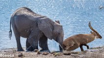 Most Amazing Ever - Elephants Save Impala From Drowning