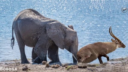 Most Amazing Ever - Elephants Save Impala From Drowning