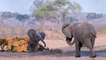 Mother Elephant Protect Her Baby From Pride Of Lion Hunting - Best Animals Saves