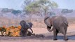 Mother Elephant Protect Her Baby From Pride Of Lion Hunting - Best Animals Saves