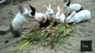 Cute black and brown Rabbits are Fighting and Snatching Grass/Food from each other