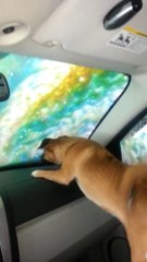 Carwash : ce chien baisse la vitre pendant le rinçage de la voiture !