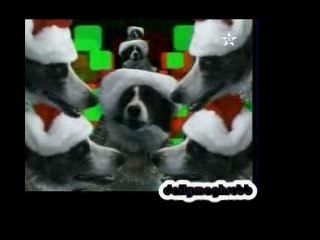 Bonne année: un clip aux chats et chiens!!