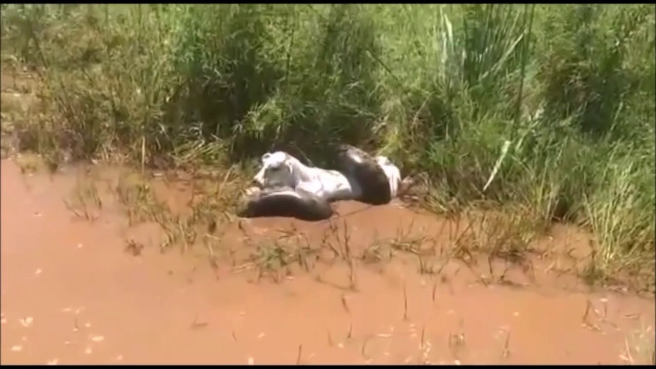 Un anaconda géant capture une vache... Impressionnant
