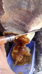 Il récolte du miel sauvage... Magnifique