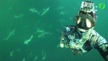 Ce plongeur nage avec des dizaines de requins et dauphins... Magnifique
