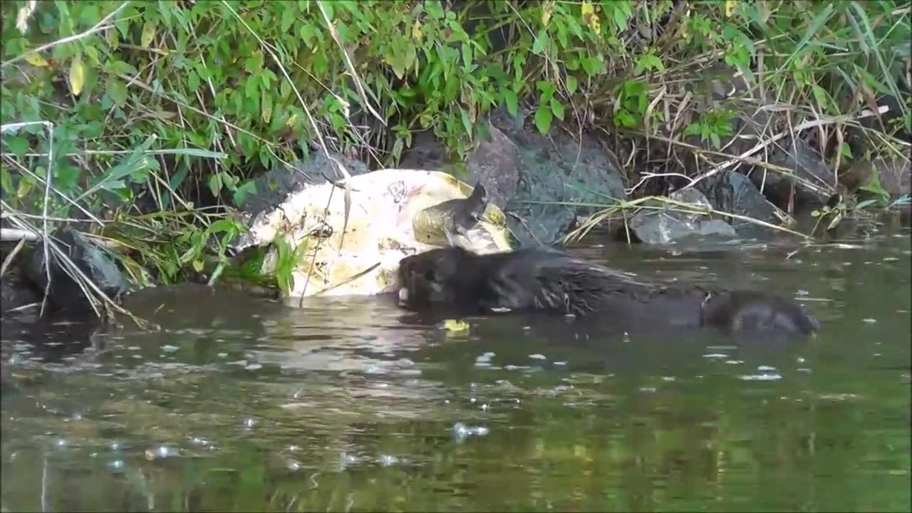 Une loutre dévore une tortue serpentine après un long combat