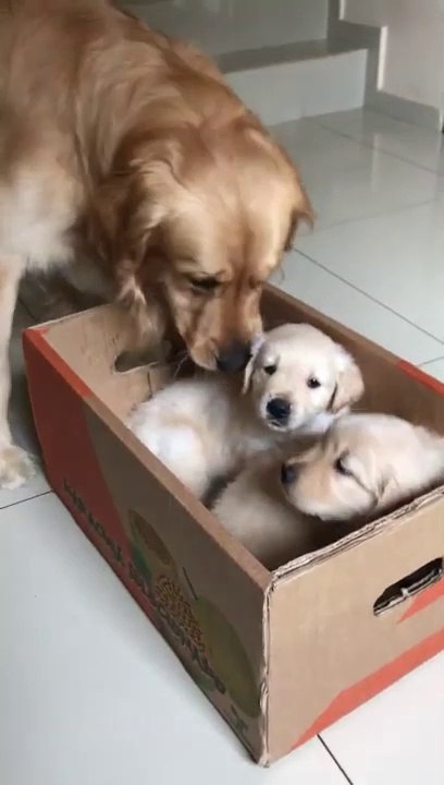 Ce chien baptise des chiots... Petit pipi sur la tête des nouveaux venu