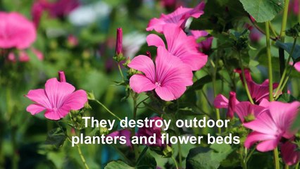 Empire Get Rid Of Squirrels In London UK