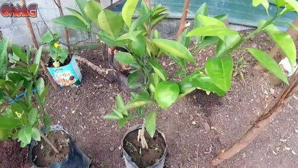 OhMG - Our Mini Garden