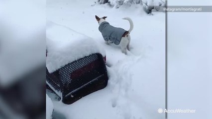 Puppy has no idea what to do with the snow