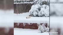 Small dog struggles while enjoying snow